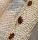 Cleanliness Does Not Prevent Bed Bugs
