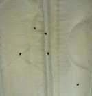 Bed Bugs on a Mattress