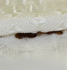 Bed Bugs in Mattress Seam