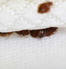 Bed Bugs in Mattress